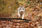 Siberian Husky