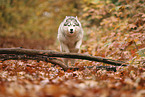 Siberian Husky