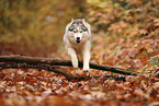 Siberian Husky