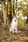 Siberian Husky