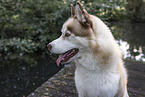 Siberian Husky