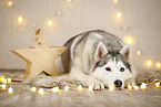 Siberian Husky in christmas decoration