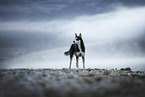 Siberian Husky