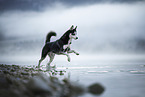 Siberian Husky