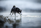 Siberian Husky