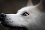 Siberian Husky