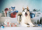 Siberian Husky