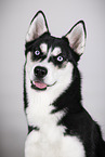 Siberian Husky