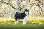 Siberian Husky