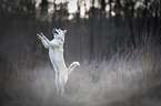 Siberian Husky