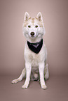 Siberian Husky