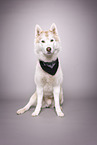 Siberian Husky