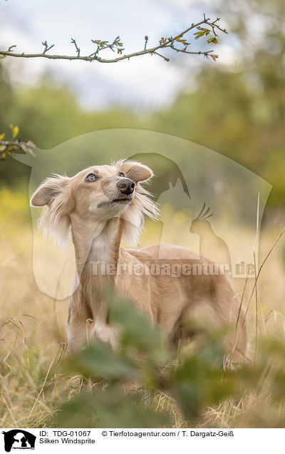 Silken Windsprite / Silken Windsprite / TDG-01067