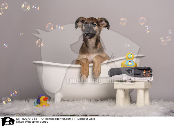 Silken Windsprite Welpe / Silken Windsprite puppy / TDG-01068