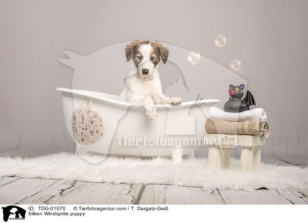 Silken Windsprite puppy / TDG-01070