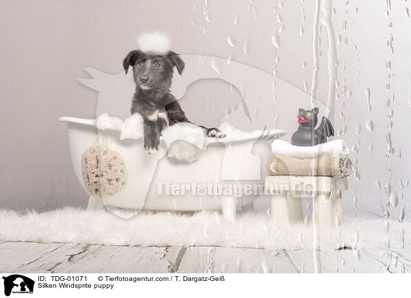 Silken Windsprite puppy / TDG-01071