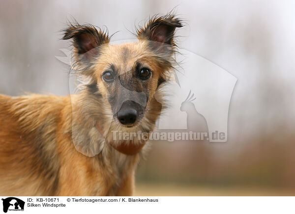 Silken Windsprite / Silken Windsprite / KB-10671