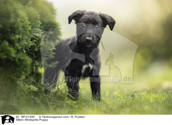 Silken Windsprite Welpe / Silken Windsprite Puppy / RP-01456