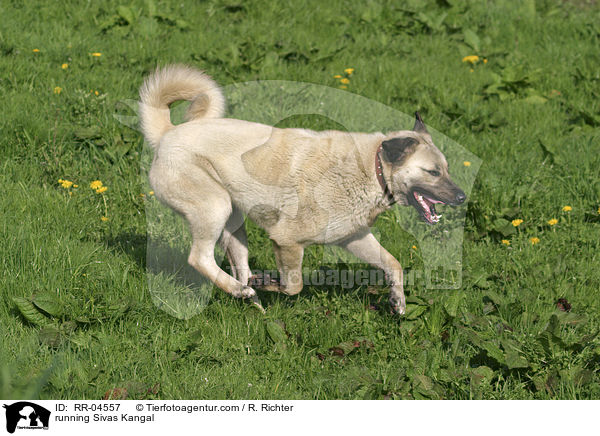 rennender / running Sivas Kangal / RR-04557