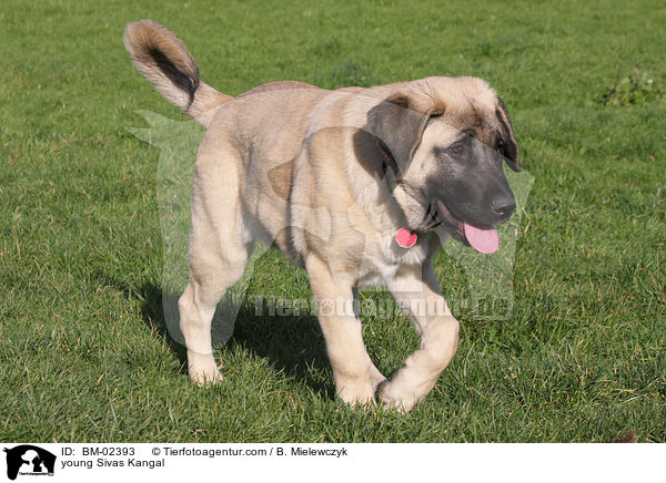 junger Sivas Kangal / young Sivas Kangal / BM-02393