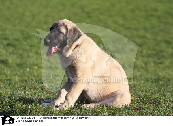 junger Sivas Kangal / young Sivas Kangal / BM-02395
