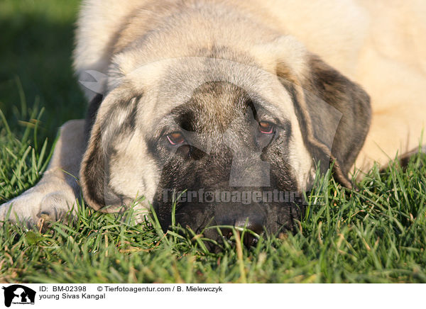 young Sivas Kangal / BM-02398