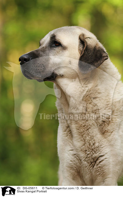 Sivas Kangal Portrait / DG-05611