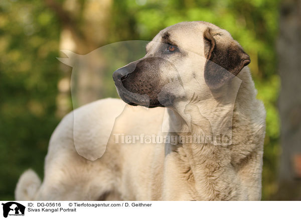Sivas Kangal Portrait / Sivas Kangal Portrait / DG-05616