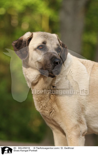 Sivas Kangal Portrait / Sivas Kangal Portrait / DG-05619