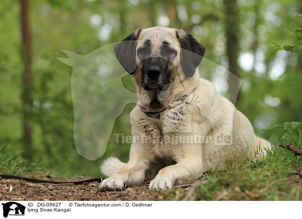 lying Sivas Kangal / DG-05627