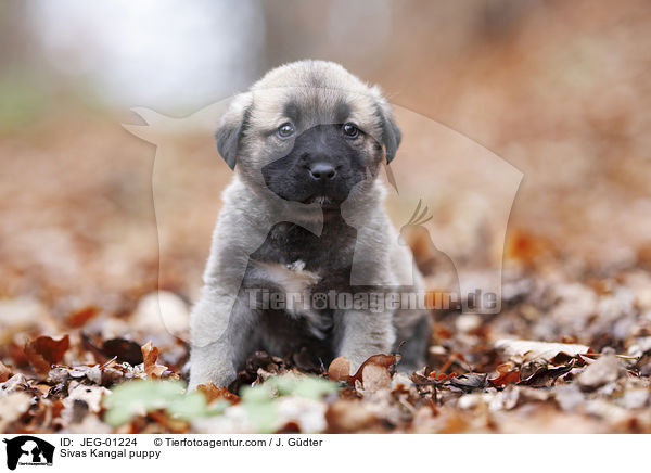 Sivas Kangal puppy / JEG-01224
