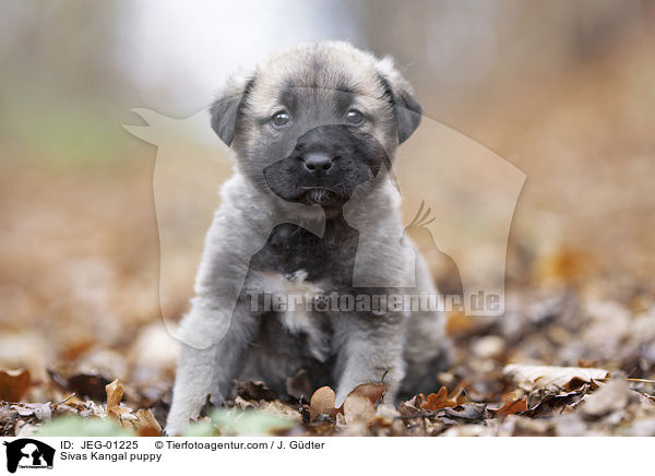 Sivas Kangal puppy / JEG-01225