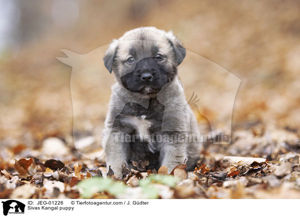 Sivas Kangal puppy / JEG-01226