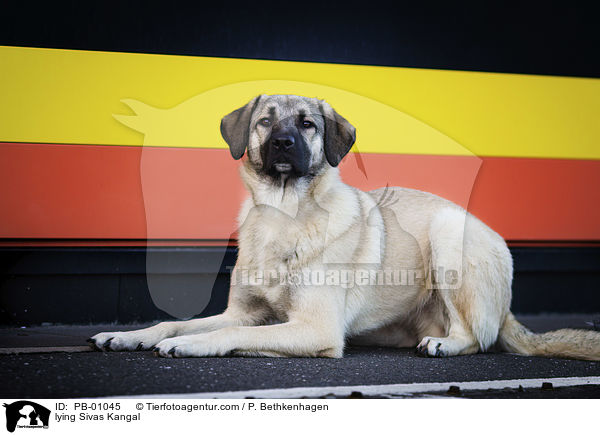 liegender Sivas Kangal / lying Sivas Kangal / PB-01045