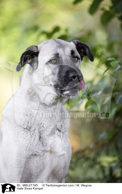Sivas Kangal R�de / male Sivas Kangal / MW-27195