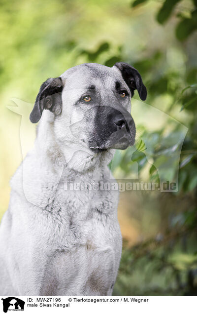 Sivas Kangal Rde / male Sivas Kangal / MW-27196