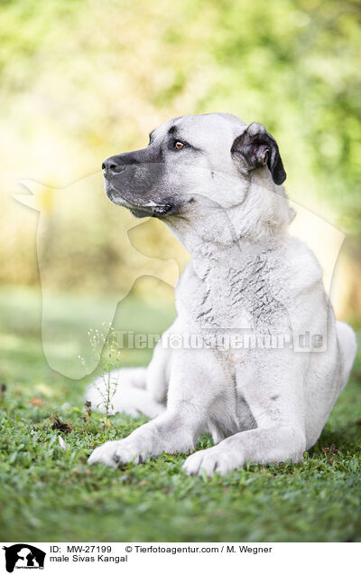 male Sivas Kangal / MW-27199