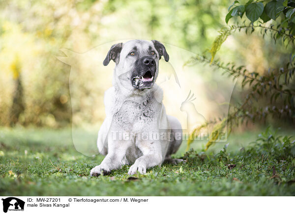 male Sivas Kangal / MW-27201