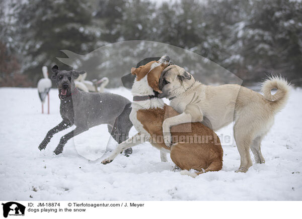 Hunde spielen im Schnee / dogs playing in the snow / JM-18874
