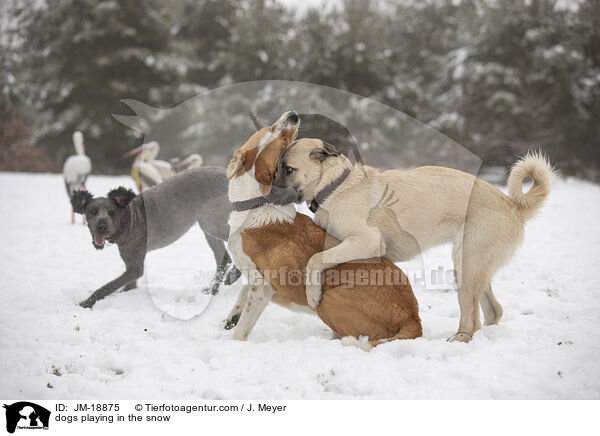 Hunde spielen im Schnee / dogs playing in the snow / JM-18875
