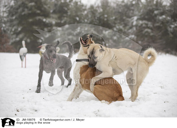 Hunde spielen im Schnee / dogs playing in the snow / JM-18876
