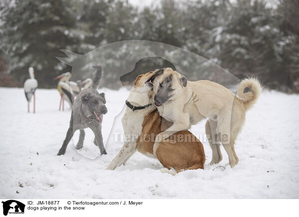 Hunde spielen im Schnee / dogs playing in the snow / JM-18877