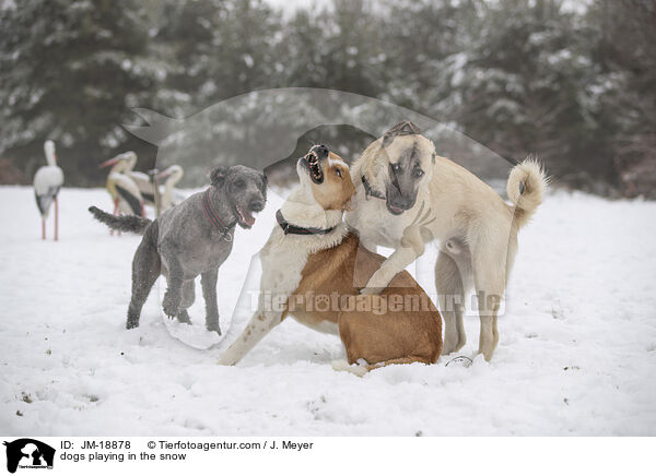 dogs playing in the snow / JM-18878