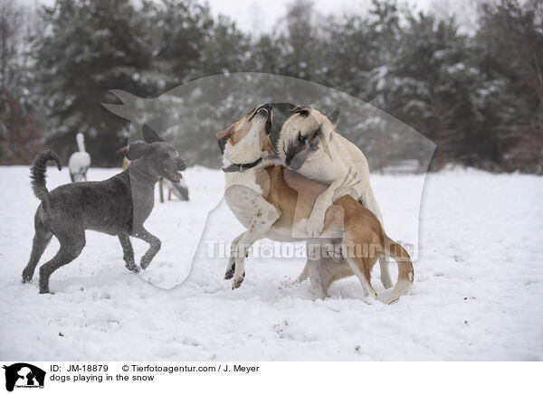 Hunde spielen im Schnee / dogs playing in the snow / JM-18879
