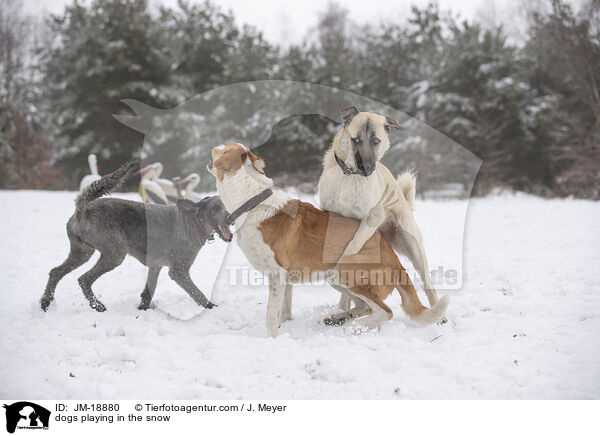 Hunde spielen im Schnee / dogs playing in the snow / JM-18880