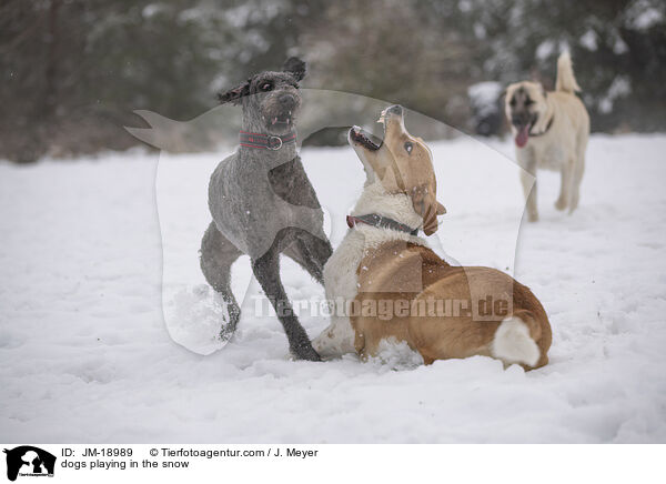 Hunde spielen im Schnee / dogs playing in the snow / JM-18989