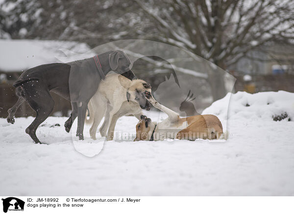 Hunde spielen im Schnee / dogs playing in the snow / JM-18992