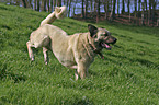 running Sivas Kangal