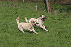 running Sivas Kangal