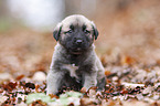 Sivas Kangal puppy